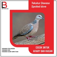 Burung Tekukur Pilihan Sepasang