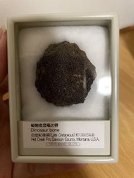 恐龍化石 草食性 礦物 購自 曰本博物館