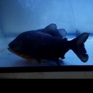 Hiasan Aquarium Ikan Black Pacu / Bawal Hitam Ikan Hias Ikan Predator