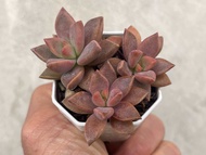 GRAPTOSEDUM BRONZE มี 2-3 ต้น ไม้อวบน้ำ น่ารักๆ กระถาง 2 นิ้ว