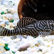 King Tiger pleco L333 8-12 cm