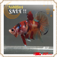 Ikan Laga Hiasan candy Koi Galaxy  [JR 57] Live Fish Betta Male HMPK