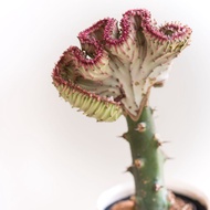 Euphorbia Lactea Cristata - Coral Cactus (Rare-Collectors Edition) - Free pot and white pebbles