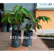 ANAK POKOK DURIAN D13 GOLDEN BUN (1pkk)