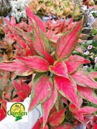 Aglaonema Pointed Cherry Red with FREE plastic pot and garden soil (Indoor Plant Real Plant and Limi