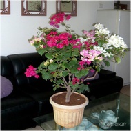 #—Plant potted—Bougainvillea Indoor Potted Garden Climbing Flower Everblooming Plants Double Seedlin