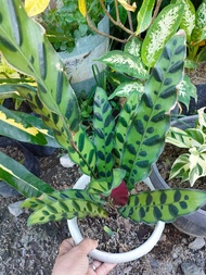 Calathea Different Varieties  Live or Real Plant - Rooted Plant - Ready to Plant