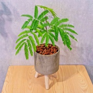 小豆樹 水泥盆栽 落地盆栽 小高木腳水泥盆栽 開幕送禮 喬遷禮物