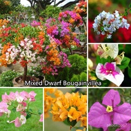 จุดประเทศไทย ❤Ready Stock 100% Original Mixed Dwarf Bougainvillea(100 Seeds)Real Potted Live Plants