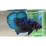 betta avatar barang panas