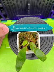 P. willinckii Yellow moon sporeling  鹿角蕨