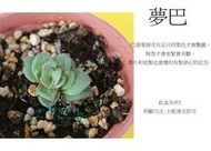 心栽花坊-夢巴(3吋)(多肉植物)售價180特價150