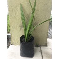 Ready Stock Pokok Bawang Dayak Real live Bawang Dayak 独脚丝茅