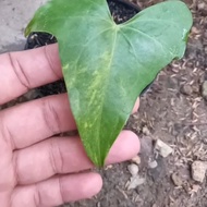 Anthurium pterodactyl variegata / Anthurium pterodactyl