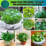 ปลูกง่าย ปลูกได้ทั่วไทย ของแท้ 100% 35PCS Green Copper Grass Pilea Seeds Bonsai Hydroponic Plants ด้วยใบไม้หลากสีที่สวยงาม ของแต่งบ้านสวน เมล็ดบอนสี ต้นไม้มงคล บอนไซแคระ ต้นไม้ฟอกอากาศ บอนสี เมล็ดดอกไม้ Plants ต้นไม้ประดับ