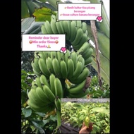 15pkk RM85 ,benih pisang kultur tissue , tissue culture banana beranga , pisang berangan , pokok ben