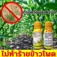 JY 🌽 ยาฆ่าหญ้าข้าวโพด100ml กำจัดวัชพืชเท่านั้น ไม่ทำร้ายข้าวโพด ฆ่าหญ้าข้าวโพด เข้มข้นสุดๆ ไม่ทำร้ายดิน ผลผลิตเพิ่มเป็น5เท่า กำจัดวัชพืชทุกชนิด สารกำจัดวัชพืช