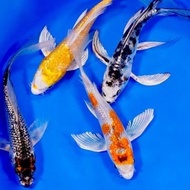 BIBIT IKAN KOI SLAYER SIZE 8-12CM