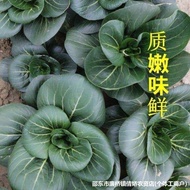 Black Leaf Steamed Vegetables Green Black Vegetable Seeds Seeds Steamed Vegetables Sulzhou Shanghai 