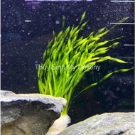 Aquatic Chives | Aquatic chives | Chives attached to substrate pellets | Background aquatic plants a
