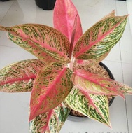 ~ Bibit Bunga Aglonema Legacy Merah Import_Bibit Tanaman Bunga