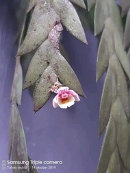 Anggrek dendrobium Labulatum _ Anggrek bunga mini