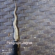 Spear pleret Plated luk 5 pamor Shower mas While PJ75433