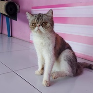 Kucing Peaknose exotic shorthair female