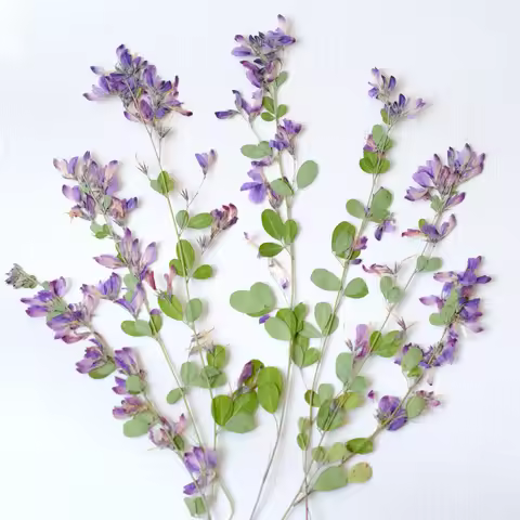 6pcs,nature Lespedeza Formosa Dried Pressed Flowers,Plant Specimen Paintings Art,photoFrames,Handmad