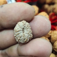 jenitri rudraksha mukhi 13