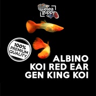 Ikan Hias Guppy Albino Koi Red Ear Gen King Koi Grade A