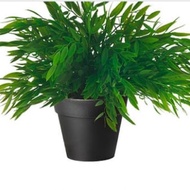 Bundling Fejka & Mala ikea