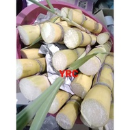 Tebu Kuning Telur 7pcs++ / Telor / Tebu Hitam Ragnar / Keratan M/L Benih FRESH / Hitam / Kapur / Mor