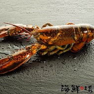 【海鮮主義】 生凍波士頓龍蝦1隻(400~450g ±5%/ 隻)