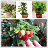 malaysia seeds 1000pcs Rare Delicious Raspberry Fruit Seeds Sweet Juicy Seed Garden Supplies live plants outdoor benih plants benih pokok buah bonsai tree live plants real live live plants live plants outdoor benih pokok buah keladi Others