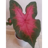 Pokok Keladi Viral / Pokok Keladi Rare / Caladium Pink Brush / Pokok Hidup