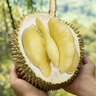 🚴Same Day Delivery Klang Valley🚴 FRESH / 🧊FROZEN🧊 🔥Raub Durian D24🔥劳勿D24苏丹王 (Pulp Only 净果肉)