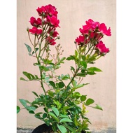 Sindo - Climbing Red Rose Live Plant 5XSKD9DG53