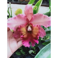 ORCHID HYBRID /ANAK POKOK CATTLEYA &amp; ONCIDIUM HYBRID