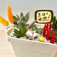 貓兒歷險記 瑪麗貓 Marie 迪士尼 多肉盆栽 多肉組盆 微景觀 盆栽