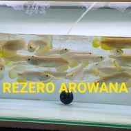 BIG SALE Arwana Golden Red/Arwana Golden HB/ Golden HB