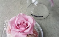 【櫻花粉。永生玫瑰玻璃花盅 /玻璃罩 (附禮物盒)】創意送禮 讓心意更長久
