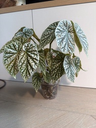 山王秋海棠 富士山秋海棠 Begonia Maculata Polka Dot Plant
