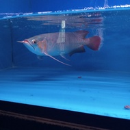 ikan arwana super red