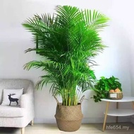 Pocket Office Santail Sunflower Bedroom Potted Plants Indoor Coconut Living Room Green Plants Front 