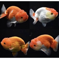 KOKI RANCHU SAPI MIXX RANDOM