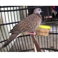 burung tekukur kelantan jantan bunyi