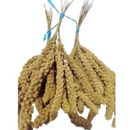 Hamster Food - Yellow Jewawut Hamster Food