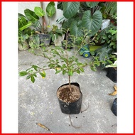 ◮ African Talisay Green
