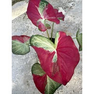 Caladium Thai Hybrid Keladi Shycool